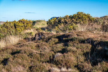 Obraz premium Peat Turf cutting in County Donegal - Ireland