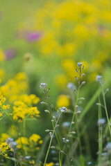 Beautiful summer or spring meadow with blue forget-me-not flowers and yellow and lilac flowers. Wild natural landscape.