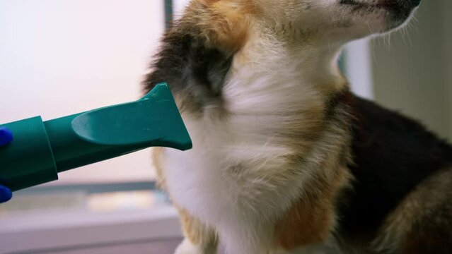 groomer thoroughly dries the hair of a corgi dog with a hair dryer after washing it in a professional pet grooming salon portrait of a dog