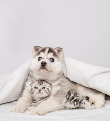 Husky puppy with blue eyes lying under the covers on the bed and hugging a serious tabby kitten of the Scottish breed. Puppy and kitten lying together under a white blanket