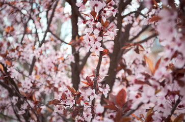 cherry blossom