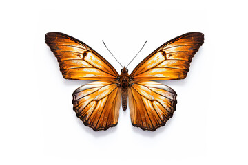 Plakat Butterfly with colorful wings isolated on white. Generative AI.