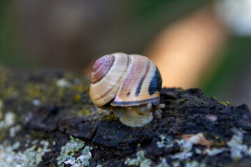 snail on a tree