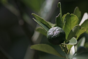 close up view of unripe green orange fruit on the tree