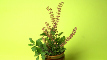 Holy basil, tulasi or tulsi, is an aromatic perennial plant in the family Lamiaceae.Tulsi is kept on earthenware.Is also known as Ayurvedic Tulsi (Queen of herbs).