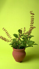 Holy basil, tulasi or tulsi, is an aromatic perennial plant in the family Lamiaceae.Tulsi is kept on earthenware.Is also known as Ayurvedic Tulsi (Queen of herbs).