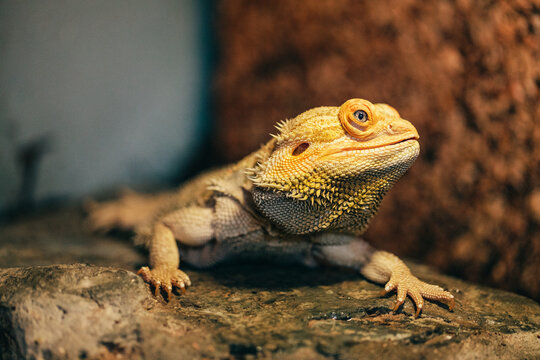 Bearded dragon lizard on stone in terrarium
