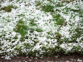 Snow on green grass in a field. Pasture at winter time season. Nature background.