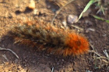 The caterpillar is fluffy. Kaya bear butterfly larvae. The color is black-pink. covered with a thick "fur coat" of hairs. macro. close approximation. close-up.	