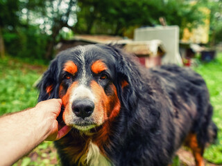 Close up portrait of handsome Bernese mountain dog in a rural country area and owner hand. Big and...