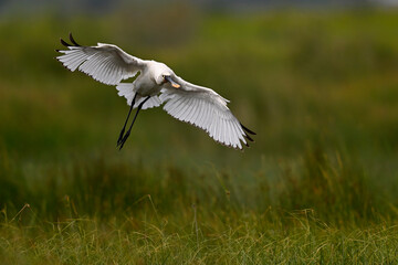 Eurasian spoonbill // Löffler (Platalea leucorodia) - Greece