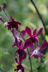 close up view of beautiful purple dendrobium orchid in bloom