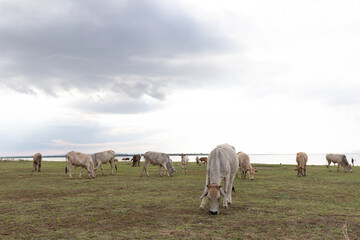 Herd of cows grazing on a green meadow in a cloudy day