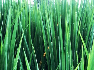 Rice plant in the rice field photo background