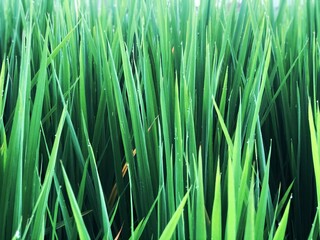 Rice plant photo background