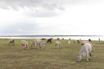 Cows grazing in a meadow on the bank of a lake