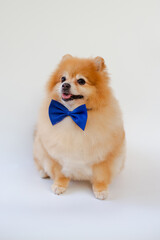 Pomeranian dog sitting on white background.