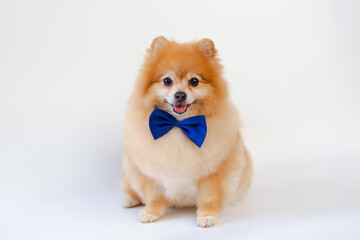 Pomeranian dog sitting on white background.