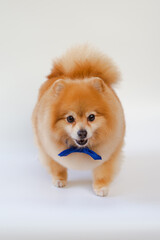 Pomeranian dog standing on white background.