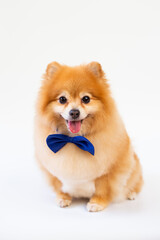Pomeranian dog sitting on white background.