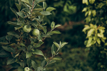 Seasonal garden work. Horticulture, agriculture, growing vegetables and fruits. Green apples hang on a tree. 
