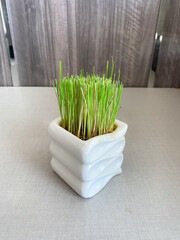 synthetic grass in white pot for decoration. lemongrass synthetic in a pot