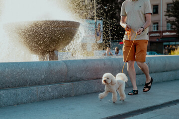 Curly white toy poodle is walking against the background of fountain