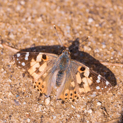A burdock butterfly sits in the sun on sandy soil. Painted lady or butterfly Vanessa cardui on a...