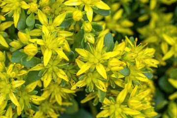 Flowers Of Stonecrops Staphylea Colchica