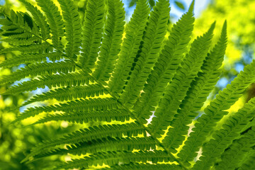 Fern Sheet Green Close-up Background
