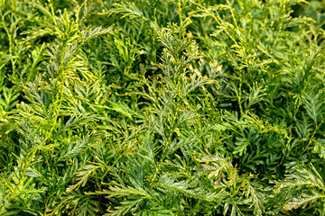 Selaginella Burgeffii Green Grass Background