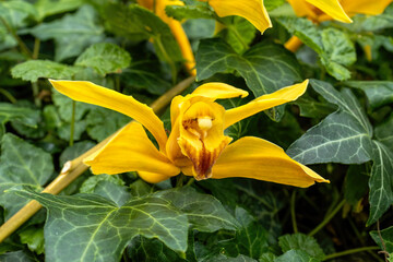Yellow Flowers Of Boat Orchid Cymbidium Lowianum