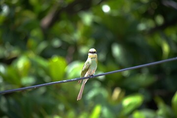 A small bird (Asian green bee-eater) sitting on a wire with tree branches in the background (In the afternoon Sun)