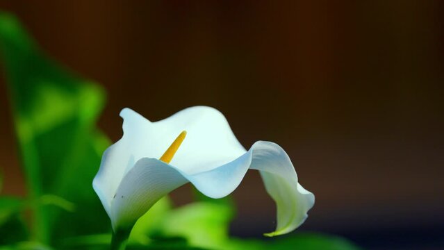 A gorgeous white calla lily sways gently in the summer breeze