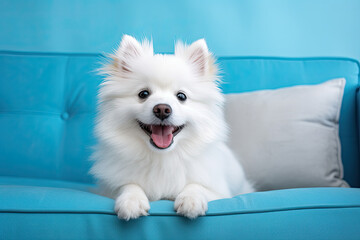 Happy, cute smiling dog sitting on the couch, on the pastel blue background