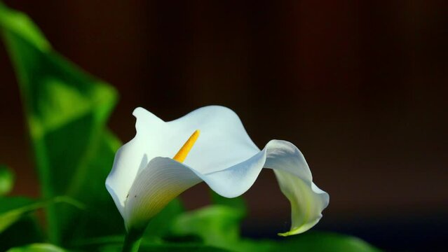 A gorgeous white calla lily sways gently in the summer breeze