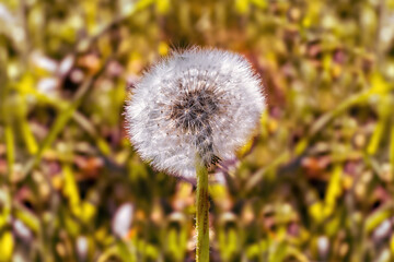 Lonely Dandelion In The Center Of A Yellow Background