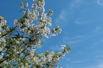 A branch of a blossoming white apple tree against a blue sky. Nature blooms in spring