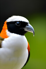 Obraz premium Birds
