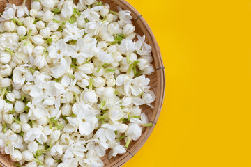 Thai jasmine flower on bamboo weave plate on yellow background.
