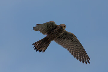 comoon Kestrel