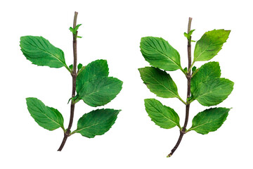 Green mint leaf isolated png. Fresh green mint leaf. Green mint clipping path.