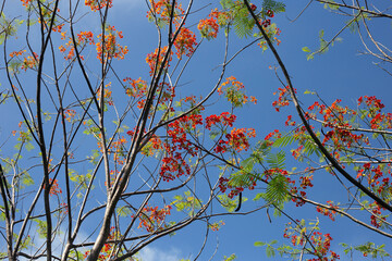 Barbados pride flower or dwarf poinciana, flower fence, paradise flower, peacock's crest, pride of barbados