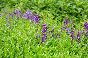 Obraz premium Beautiful angelonia goyazensis benth in the park