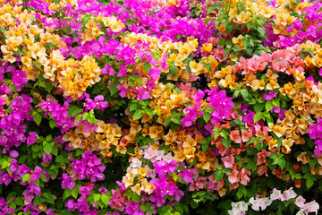Fototapeta premium Beautiful bougainvillea flowers with green leaves