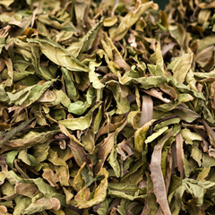 Autumn's Ephemeral Masterpieces: Capturing the Serenity of Weathered Dry Leaves in Nature's Changing Palette