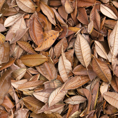 Autumn's Ephemeral Masterpieces: Capturing the Serenity of Weathered Dry Leaves in Nature's Changing Palette