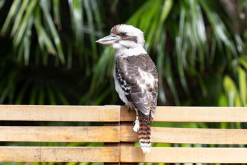 kookaburra in back yard