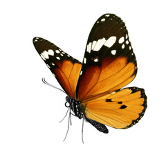 Beautiful monarch butterfly isolated on white background