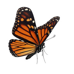 Beautiful monarch butterfly isolated on white background - 620845405